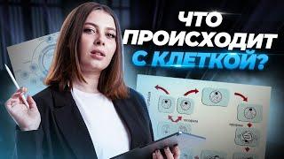 Жизненный цикл клетки | Биология ЕГЭ для 10 класса | Умскул