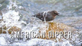 American Dipper | 5 Fun Facts  🪶