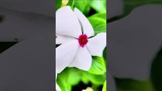 beautiful natural flowers short video