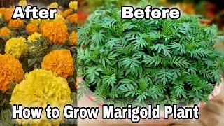 Free 100+ Marigold plant, How to grow Marigold plant from seeds