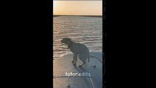 Dog Poops On Speed Boat - Meme