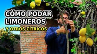 Cómo PODAR LIMONERO y otros Cítricos. Paso a Paso y Cuidados para no equivocarse