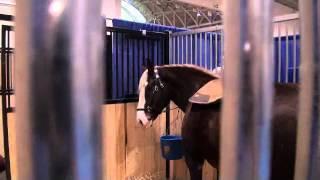 Blackforest Horses Royal Fair