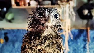 Wet evilessence - owlet from the shower