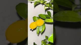 Fresh lemon juice #lemon#rain#freshfruits#freshjuice#shortsviral#rainasmr#naturaljuice