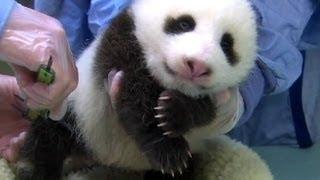 1-Week-Old Giant Panda Cub Dies at National Zoo