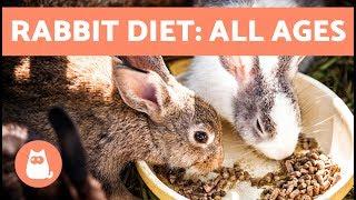 Feeding Rabbits  Best Diet for Baby, Adult & Elderly Bunnies