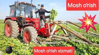 Belarus 952.2 Mtz Mosh O‘rish 76.80.90Razmerda Disikli O‘rish xizmati obuna bo‘ling Mosh karchuvanka