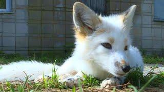 Domesticated foxes in Siberia offer scientific insights | AFP