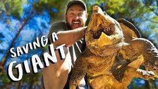 Can This Alligator Snapping Turtle Live a Normal Life? (Decision Time for Chief Brody)