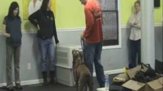 Aggressive Pitbull - Atlanta Dog Training