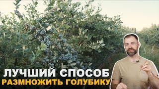 Три способа размножения голубики.