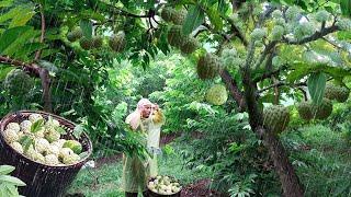 Heavy rain harvests soursop and brings it to the market to sell - Gardening on the mountain