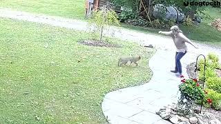 Rabid Fox Attacks Mum in Garden || Dogtooth Media