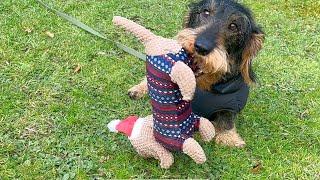 Dachshund Teddy Wins at Hide & Seek 