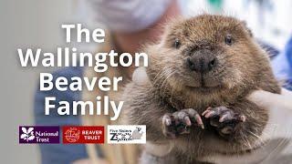 The Wallington Beaver Family