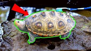 TURTLE SHELL CARE - (What You NEED To Know)