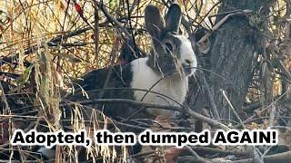 Pet bunny is thrown in the woods after being adopted at the shelter  Heartbreaking story 