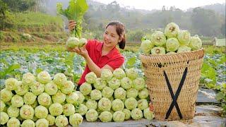 How to harvest kohlrabi  to sell at the market | cooking | Minh Daily Harvesting