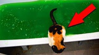 Китай Бугага утопил кота в лизунах!! ШОК!!!!