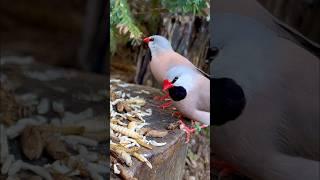 Red throated parrotfinch and pair of longtailed finches #aviary #birds #bird #animals #nature