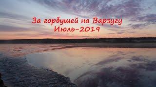 За горбушей на Варзугу Июль 2019