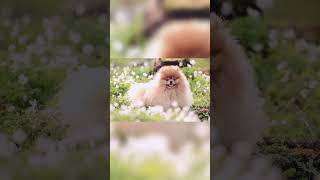 tea cup puppy #shorts #short #viral #video#cute#viralvideo  #fun #dogs