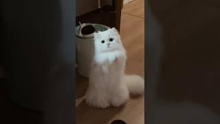 Funniest Cat Moments That Will Make You Laugh Out Loud!  | Must-See Video