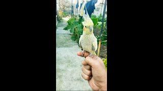 Hand tamed cockatiel | cacatúa domesticada a mano #cockatiel