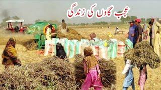 Traditional Unseen Beautiful Village Life In Pakistan | Village Life Pakistan | Javed Bhai