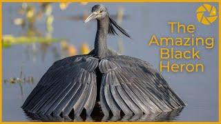 The AMAZING Black Heron in action!