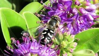 What is this black and white bee or wasp on the Hebe? At Hope Cove 20220707