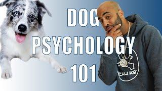 Dog Psychology 101