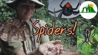 The Wild Report Halloween Special: All About Spiders!