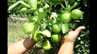 FAÇA SEU PÉ DE LIMÃO PRODUZIR FRUTOS O ANO TODO COM ESSA TÉCNICA.