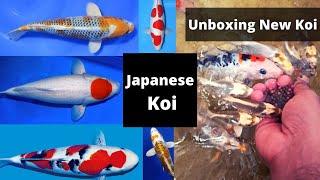 Unboxing! Japanese Koi fish| Kohaku| Sanke| Tancho| Kujaku |Tamil