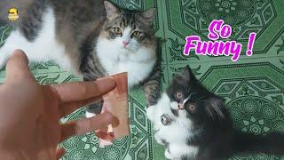 Kitten Playing With Big Bro So Funny & Cute !