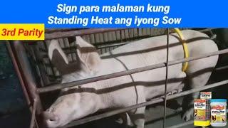 Sign para malaman kung Standing Heat ang iyong Sow