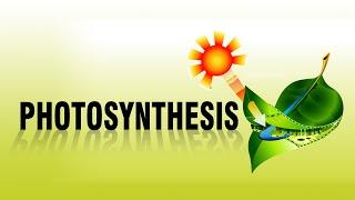 PHOTOSYNTHESIS