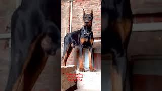 Doberman Dog official vopari  please Subscribe 