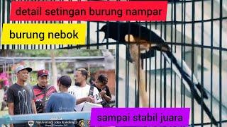 setingan burung nampar jeruji emosi tinggi dan nebok