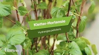 Kletter Hortensie: Tipps zur Pflanzung und Pflege