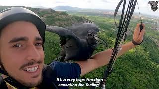 Bird Becomes Mans Paragliding Buddy | The Koala