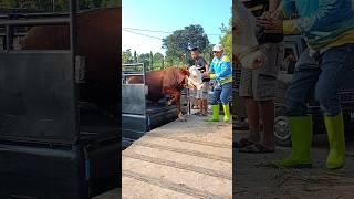 Menurunkan Bakalan Sapi Super Calon Jumbo #cowvideos #bakalansuper #sapijumbo