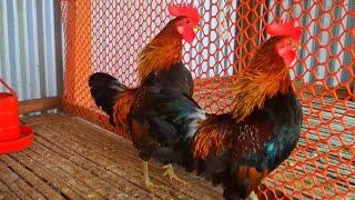 rooster crowing sound effect