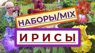 Продажа саженцев Ирисов наборами по минимальной цене. Купить  Ирисы бородатые в Украине недорого