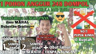 1 POHON 248 DOMPOL !! TANAM ANGGUR MERAH MUDAH BERBUAH LEBAT JENIS EVEREST #anggur #anggurimport