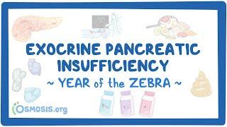 Exocrine pancreatic insufficiency (Year of the Zebra 2024)