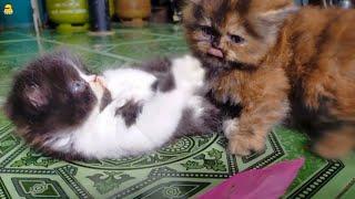 My Persian Kitten Very Cute Funny Compilation