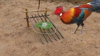 Primitive Technology: Amazing Quick Wild Chicken Trap Using Wood - Easy Wild Chicken Trap